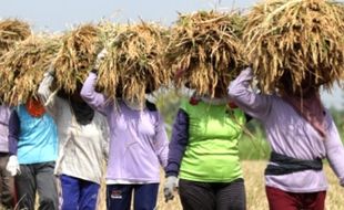 FOTO KEMARAU 2015 : Sawah di Ngawi Masih Panen Padi