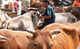 Foto Pasar Ngawi Ramai Sapi Lokal