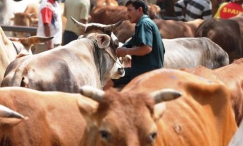 Foto Pasar Ngawi Ramai Sapi Lokal