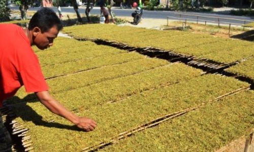 Foto Tembakau Madiun Naik Harga