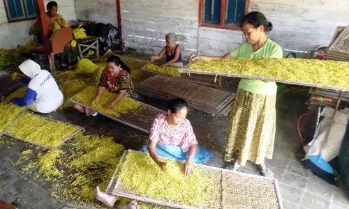 Foto Tembakau Virginia VO Bojonegoro Susut