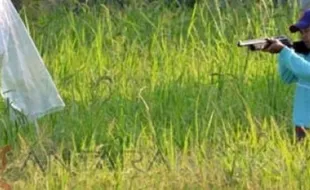 PERTANIAN TULUNGAGUNG : Petani Kewalahan Halau Hama Burung