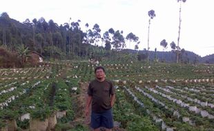 PELUANG USAHA : Budidaya Stroberi di Madiun, Ini Prospeknya