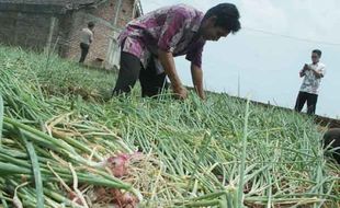 PERTANIAN GUNUNGKIDUL : Dibudidaya secara Organik, Bawang Merah Tetap Murah