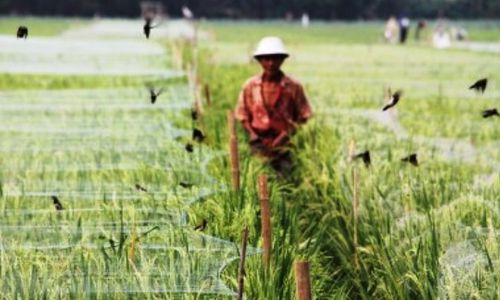 Foto Hama Burung Habiskan Separuh Padi