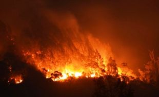 KEBAKARAN LAWU : Aktivitas Pembuatan Arang Ditengarai Picu Kebakaran Hutan Lawu