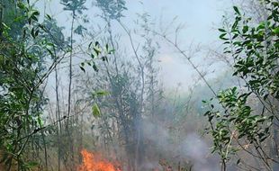 Kasus Kebakaran Melonjak, Sekda Klaten: Jangan Bakar Sampah di Hutan dan Lahan