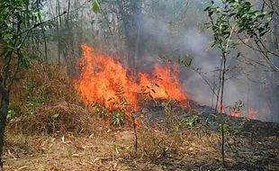 KEBAKARAN GUNUNGKIDUL : UPN Ingin Meneliti Kebakaran Misterius di Semanu