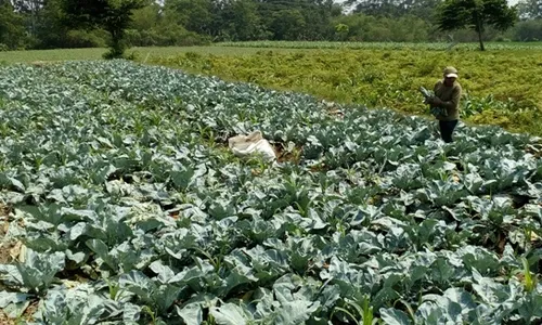 PERTANIAN BOYOLALI : Ulat Serang Kembang Kol, Petani Sambat