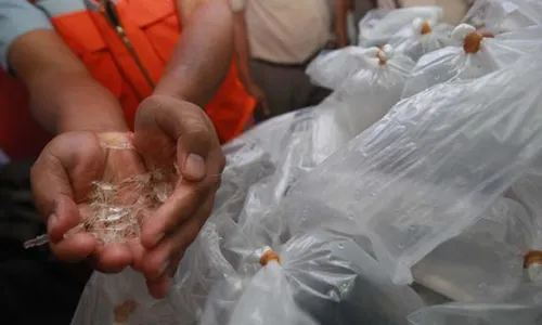 PENYELUNDUPAN DI BANDARA JOGJA : Penyelundupan Baby Lobster Rp5,4 Miliar Berhasil Digagalkan