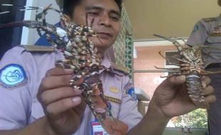 PENYELUNDUPAN : Lobster Sitaan Senilai Rp500 Juta Dilepas ke Laut, Mayoritas Lobster Dalam Kondisi Mati