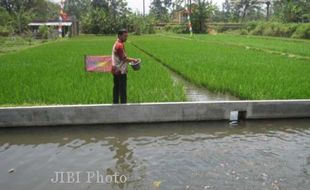 PERTANIAN GUNUNGKIDUL : Minapadi akan Diujicoba di Ponjong