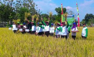 PENDIDIKAN TINGGI : Menristekdikti Dorong UNS Lanjutkan Riset tentang Padi Organik