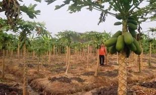 PERKEBUNAN MADIUN : Diiming-Imingi Rp112 Juta/Bulan, Warga Madiun Ditantang Tanam Pepaya