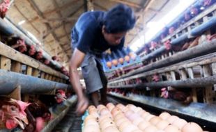 Harga Pakan Ayam Naik Disinyalir Jadi Sebab Kenaikan Harga Daging Ayam