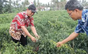 PERTANIAN KULONPROGO : Tanaman Cabai Diserang Virus Kuning