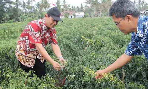 PERTANIAN KULONPROGO : Tanaman Cabai Diserang Virus Kuning