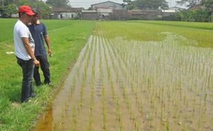 PENCEMARAN LINGKUNGAN BOYOLALI : Sawah di Kuwiran Tercemar Limbah Tekstil