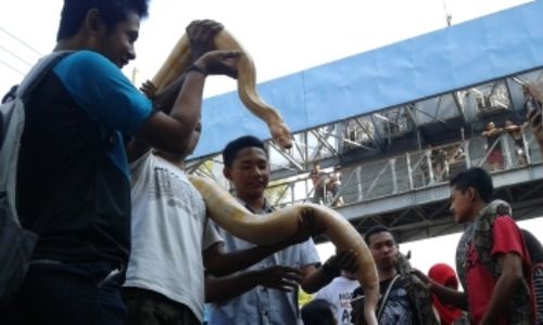 CAR FREE DAY MADIUN : Galang Dana untuk Riau, Fosil Jengkol Andalkan Satwa Peliharaan...