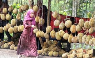 DURIAN NGAWI : Musim Durian Segera Landa Ngawi Atas