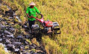 PEMBERDAYAAN MASYARAKAT DIY : Majukan Pertanian, Korea Selatan Turun Tangan Bantu Desa Bleberan