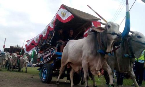 FESTIVAL GEROBAK SAPI : Ajang Melestarikan Transportasi Tradisional