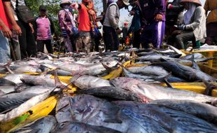 FOTO HASIL LAUT : Tangkapan Melimpah, Harga Ikan Turun