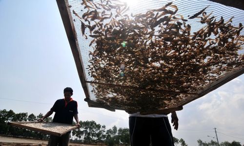 FOTO HASIL LAUT : Pasokan Berkurang, Harga Teri Medan Naik