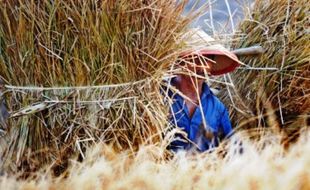 FOTO KEMARAU 2015 : Mati Kering, Padi Petani Hasilkan Jerami