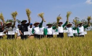 PANEN RAYA NGAWI : Menristekdikti Panen padi KNOC-UNS di Duyung, Begini Prosesinya...