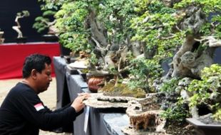 FOTO HUT TULUNGAGUNG : Pameran Bonsai di GOR Lembupeteng