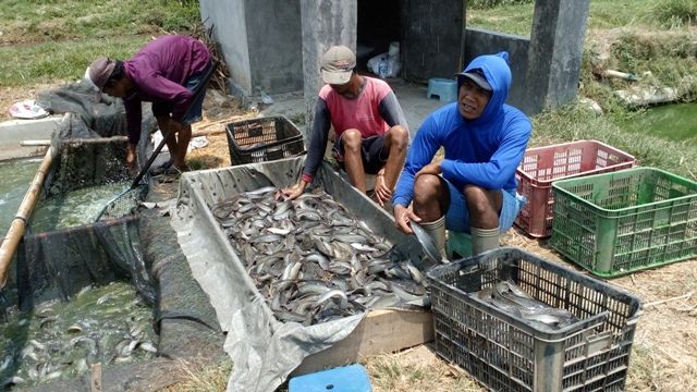 Potensi Cuan Rp3,6 Triliun dari Lele Boyolali