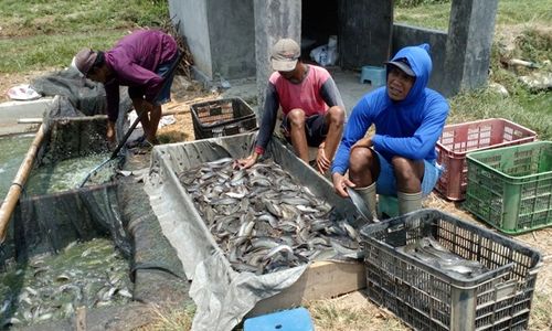 PERIKANAN BOYOLALI : Disnakan Akui Boyolali Belum Swasembada Bibit Lele