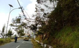 ANGIN KENCANG BOYOLALI : Awas! Pohon Cemara Tumbang di Jalur Solo-Semarang-Borobudur