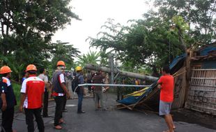 ANGIN KENCANG KLATEN : Angin Robohkan Pohon dan Tiang Listrik di Ngawen