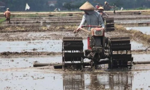 BANJIR TULUNGAGUNG : Ratusan Hektare Sawah Tulungagung Terancam Banjir