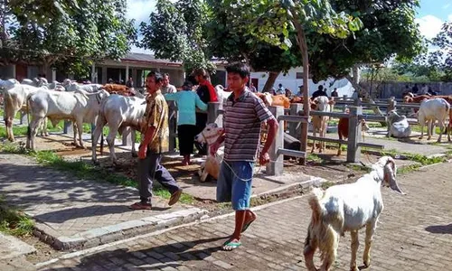 WASPADA ANTRAKS : Pasar Hewan di Pengasih Tetap Ramai, Lalu Lintas Ternak Tidak Diperketat