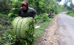 Foto Daun Jati Dikemas di Bojonegoro