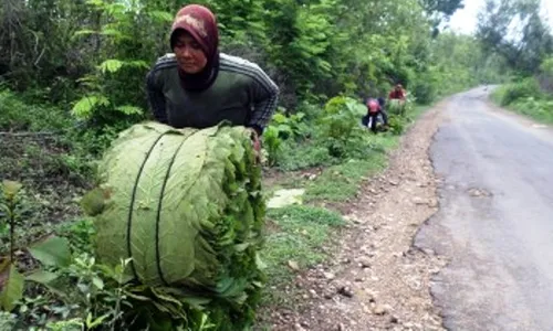 Foto Daun Jati Dikemas di Bojonegoro