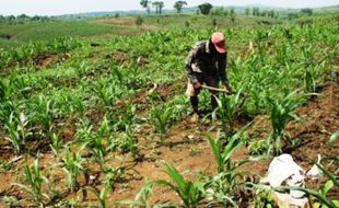 FOTO OPTIMALISASI LAHAN PERHUTANI : Begini Pesanggem Tanam Jagung