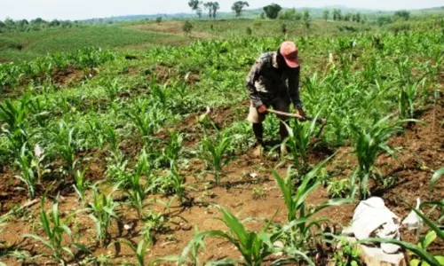 FOTO OPTIMALISASI LAHAN PERHUTANI : Begini Pesanggem Tanam Jagung