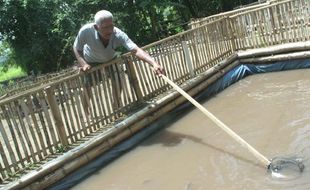 Produksi Ikan di Bantul Turun karena Cuaca