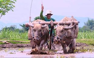 PERTANIAN PONOROGO : Emoh Pakai Traktor, Mbah Kus Lestarikan Bajak Sawah dengan Kerbau