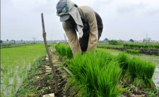 PERTANIAN GUNUNGKIDUL : Musim Tanam Ketiga Minim Air, Petani Andalkan Varietas Genjah