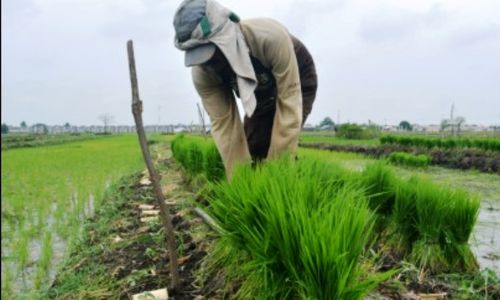 PERTANIAN GUNUNGKIDUL : Musim Tanam Ketiga Minim Air, Petani Andalkan Varietas Genjah