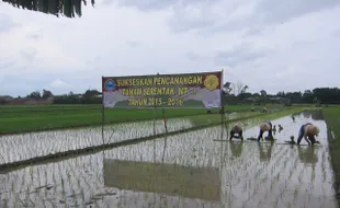 PERTANIAN KLATEN : Prajurit TNI Dukung Petani Kebut Penanaman Padi