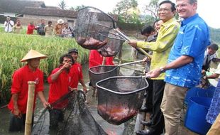 Indonesia Jadi Rujukan Inovasi Mina Padi