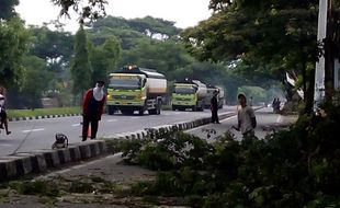 Persiapkan Jalan Dua Lajur, Pohon di Depan Pasar Bantul Ditebang