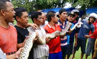 PENEMUAN ULAR MADIUN : Ular Raksasa di Got, Warga Penasaran Asalnya