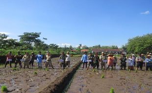 PERTANIAN GUNUNGKIDUL : Area Tanam Terus Diperluas